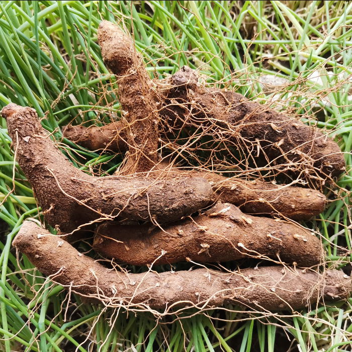 湖北宜昌土特产黄姜火藤根新鲜盾叶薯蓣山里现挖生生姜