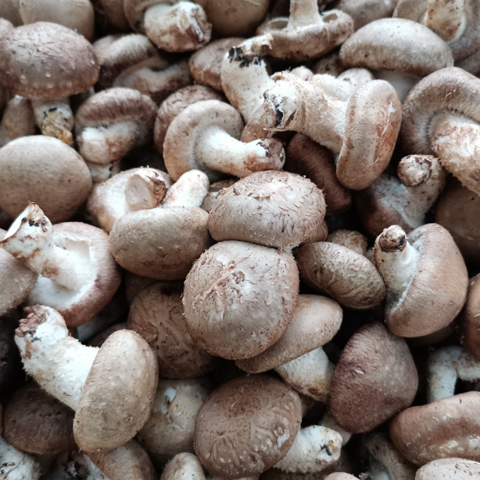 香菇新鲜湖北宜昌蔬菜蘑菇火锅材料现摘3斤装其它