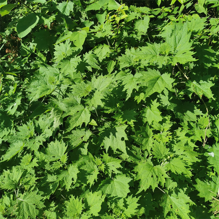 贵州中草药荨麻野菜白活咬人蝎子草蛰人草活麻叶其他药食同源食品