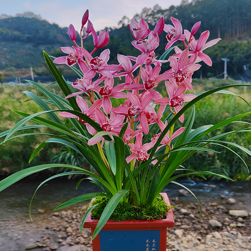 兰花花苗红粉佳人建兰四季兰室室内植物盆栽过年时令草本花卉