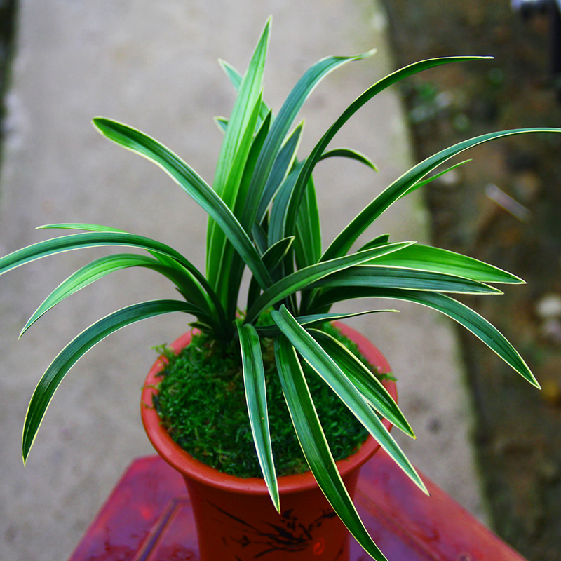 兰花春兰【大富贵】细叶金边室内盆栽花卉观花绿植植物兰草有花苞