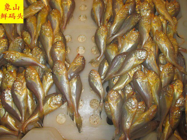 兰州老李海鲜 新鲜野生梅童鱼 圆头鱼 肉细而嫩宝宝辅食(大)