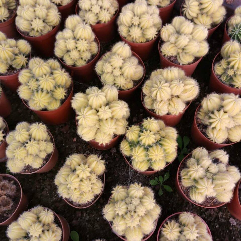 黄荧光室内养活易养活美观盆栽组合植物球多仙人多肉植物