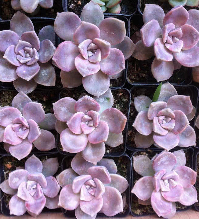 紫乐多肉植物单头新手小盆盆栽好养爱萌可爱多肉植物