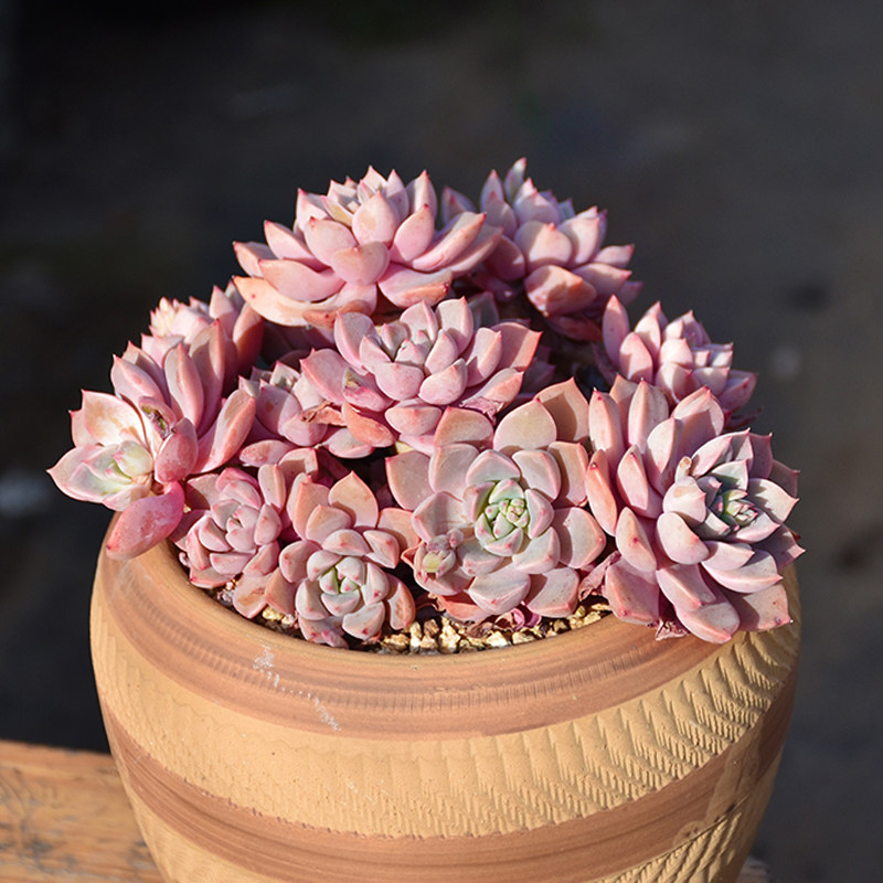 红粉佳人精品货多植物大株老桩肉肉稀有品种大颗多肉植物