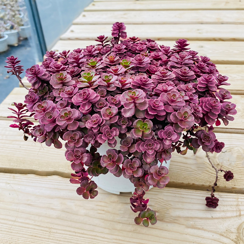 小球玫瑰多头群生老桩易爆稀有品种肉肉花卉多肉植物