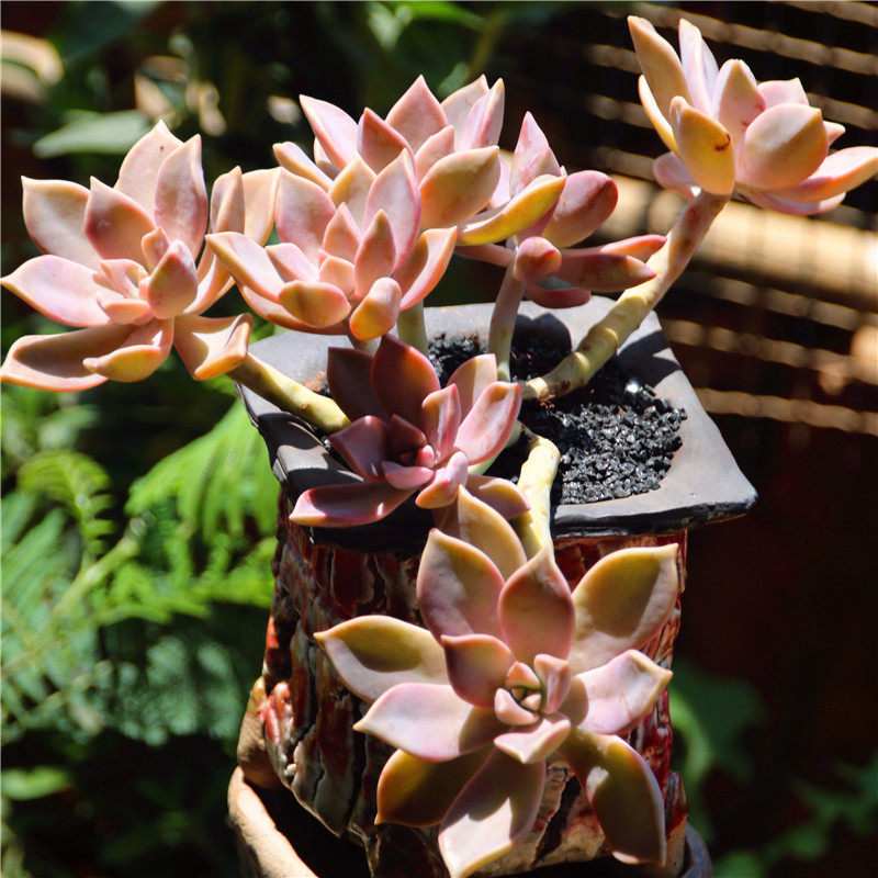 韩国初恋多肉新品精品货多植物办公室四季盆栽多肉植物