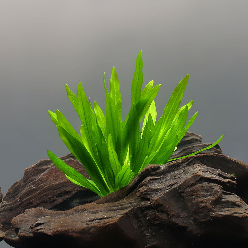 水草朴水造物皇冠合集大水兰长叶小九九冠红绿水草