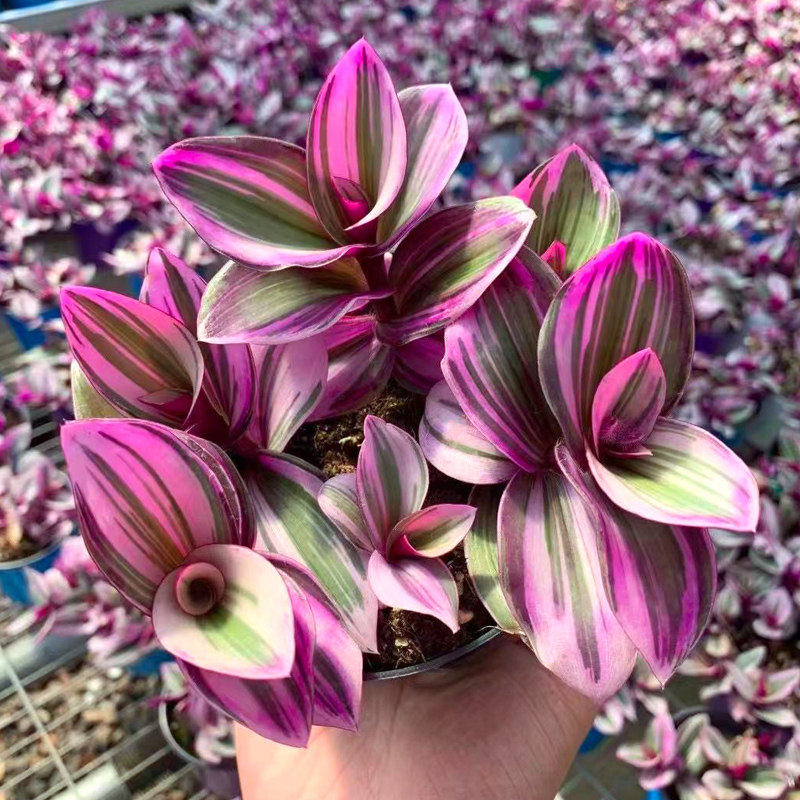 油画婚礼吊兰兰锦盆栽植物大盆荷兰进口带盆绿植