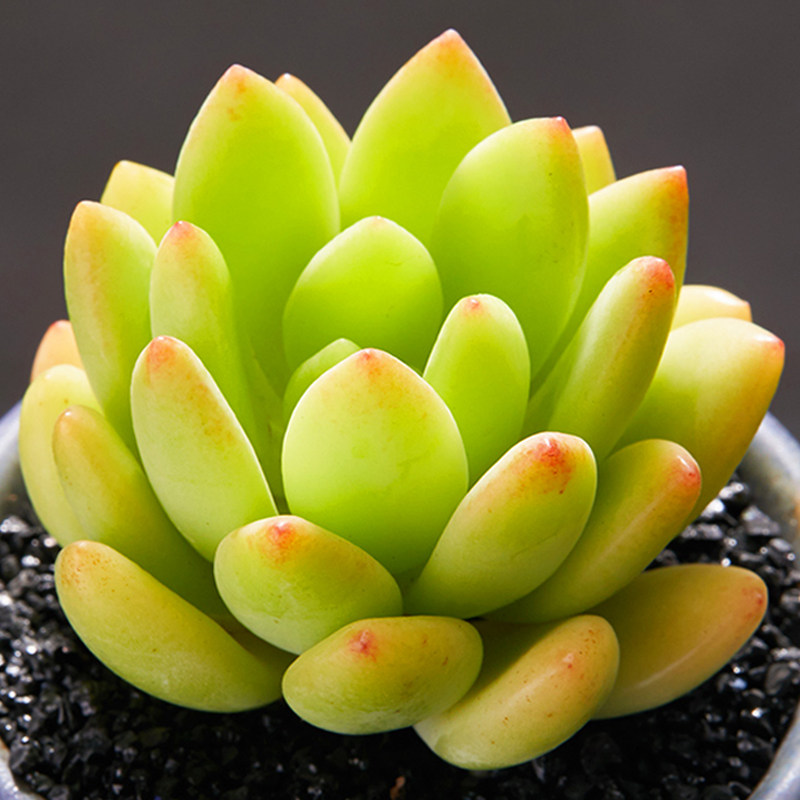 春萌多肉植物组合盆栽小苗砍头叶片室外阳台多肉植物