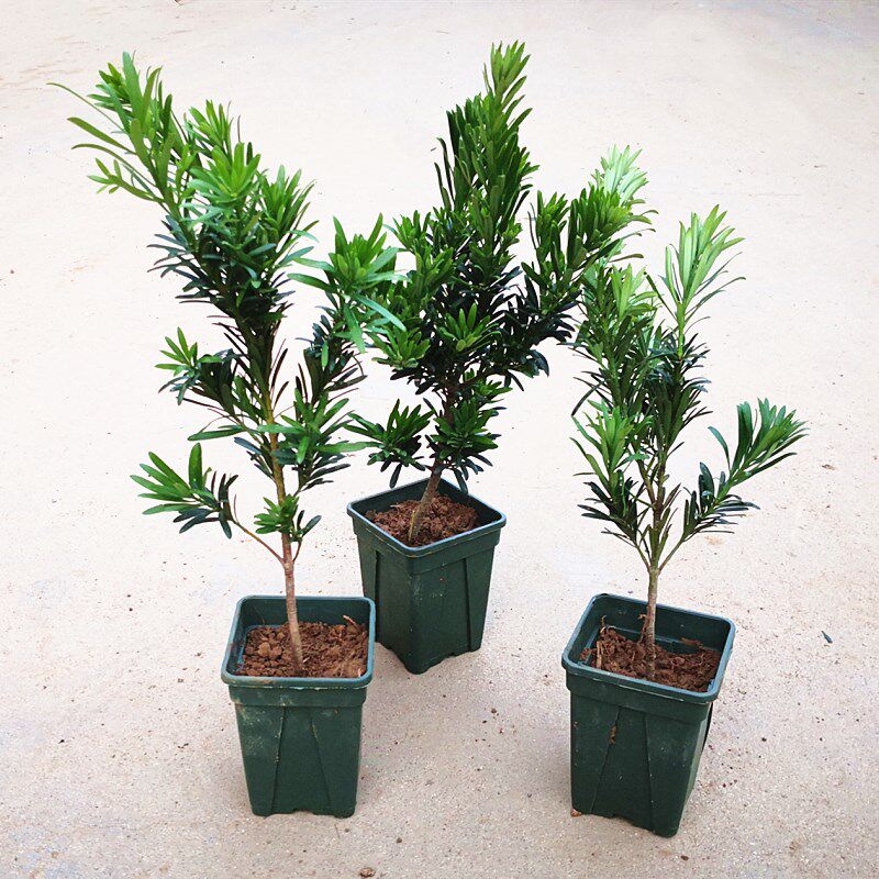 盆景栽种带盆盆栽素材造型小苗正宗雀舌树苗绿植