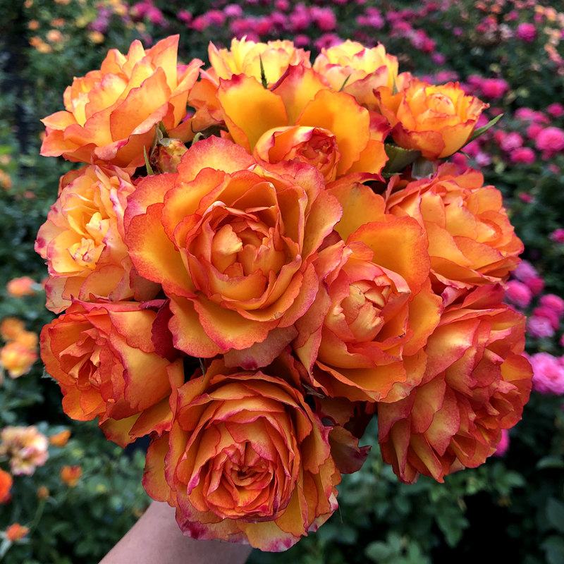 埃斯托花大月季花月季植物阳台庭院玫瑰花花微月木丰时令草本花卉