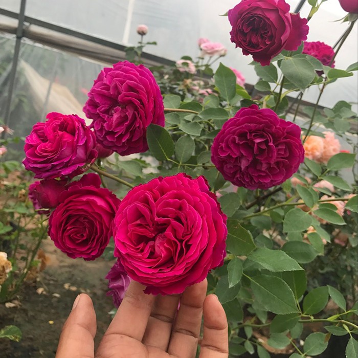 月季花浓香花卉伊芙芳香花园大花灌木切花月季花卉