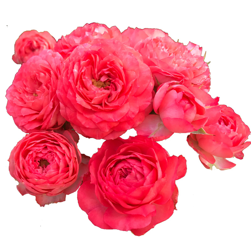 新品欧月珊瑚宝石尤物月季月季花花苗多头四季花卉