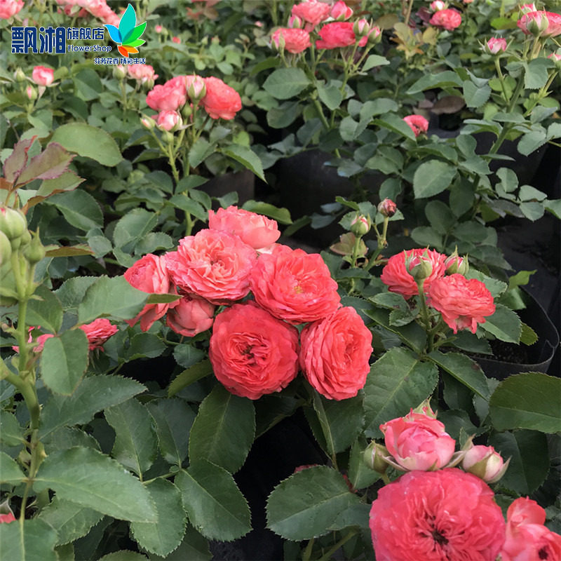 新品欧月珊瑚宝石尤物月季月季花花苗多头四季花卉