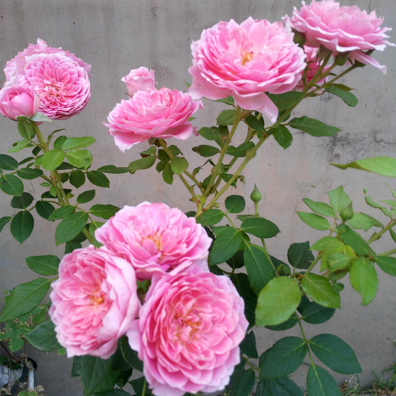 法国礼服多花浓香大花藤本月季蔷薇花苗四季庭院月季