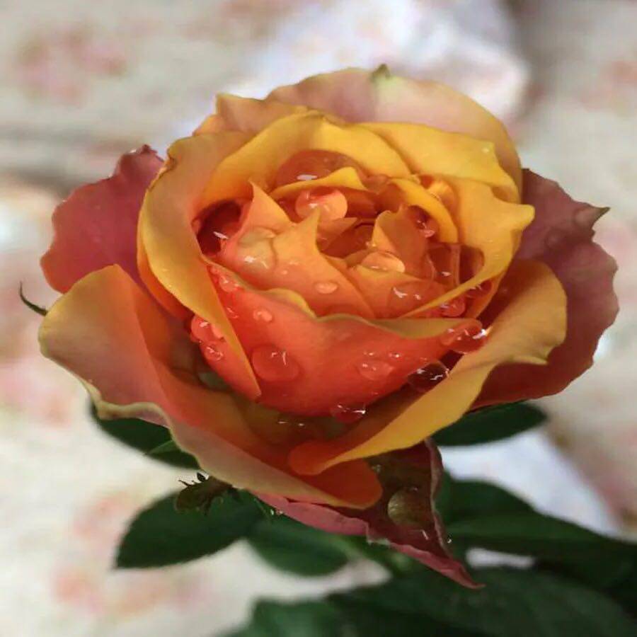 月季月季花花苗永远远的那不勒斯复古古色大花微月时令草本花卉