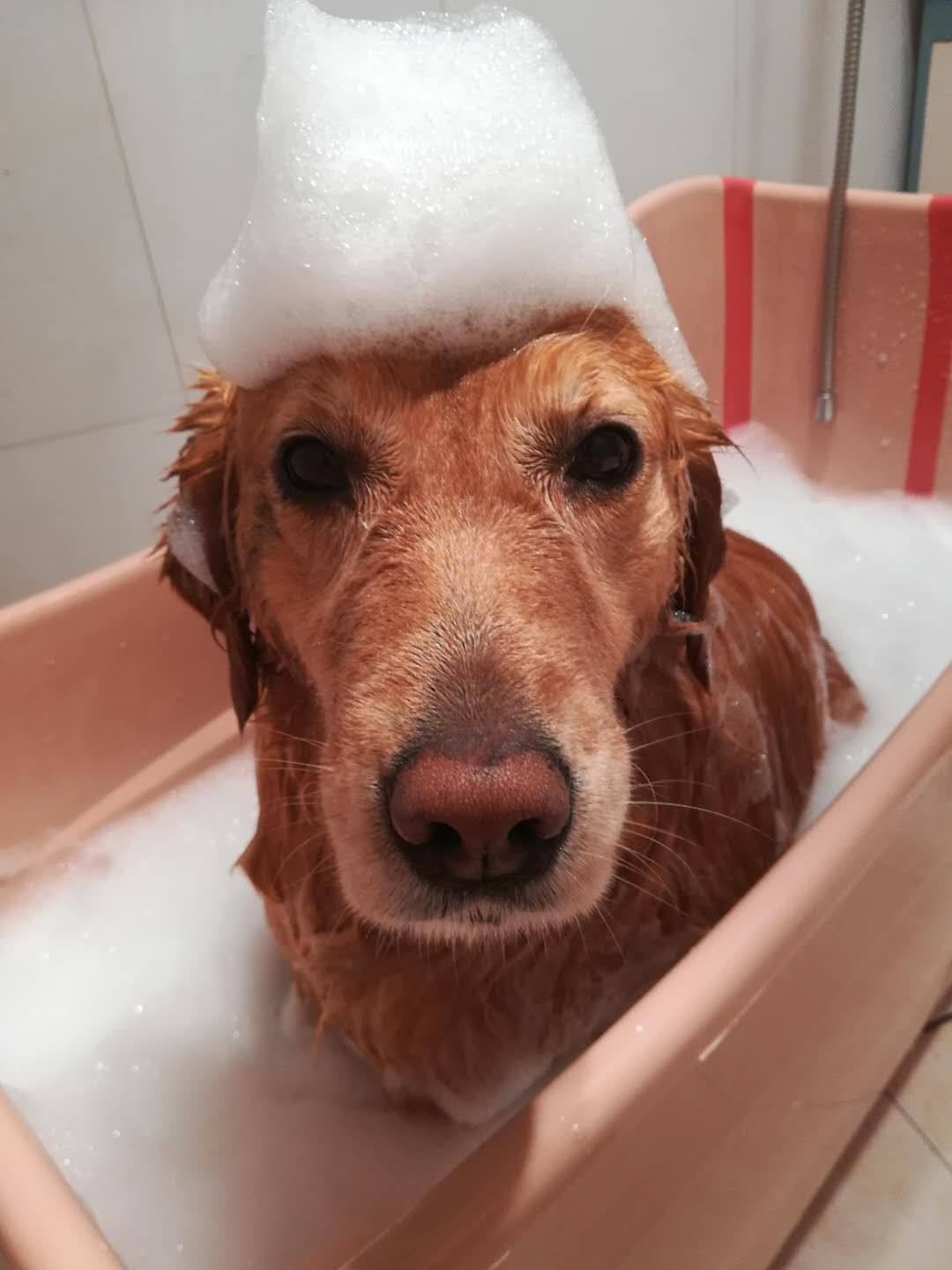 大狗洗澡澡盆可折叠泡澡浴缸中大型金毛浴盆法斗浴池