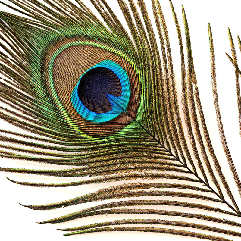 纯天然孔雀孔雀羽羽毛翎尾大眼睛diy饰品家居摆设其他diy饰品配件