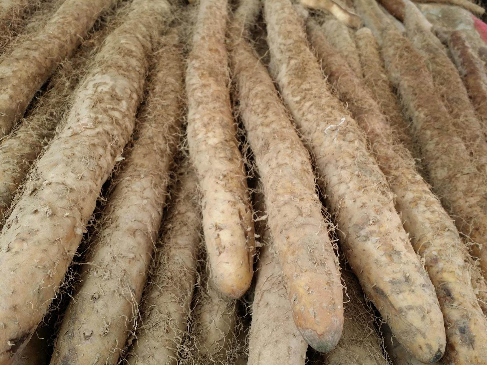 山药北京农产品食用地直产地蔬菜密云毛山药新鲜新鲜山药