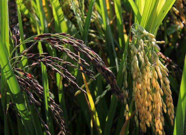 谷种黑米正宗洋县水稻稻种陕西稻谷糯米种子黑米