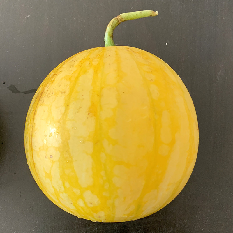 种子西瓜中科黄皮黄皮黄高圆果肉科茂果型兰月水果种子