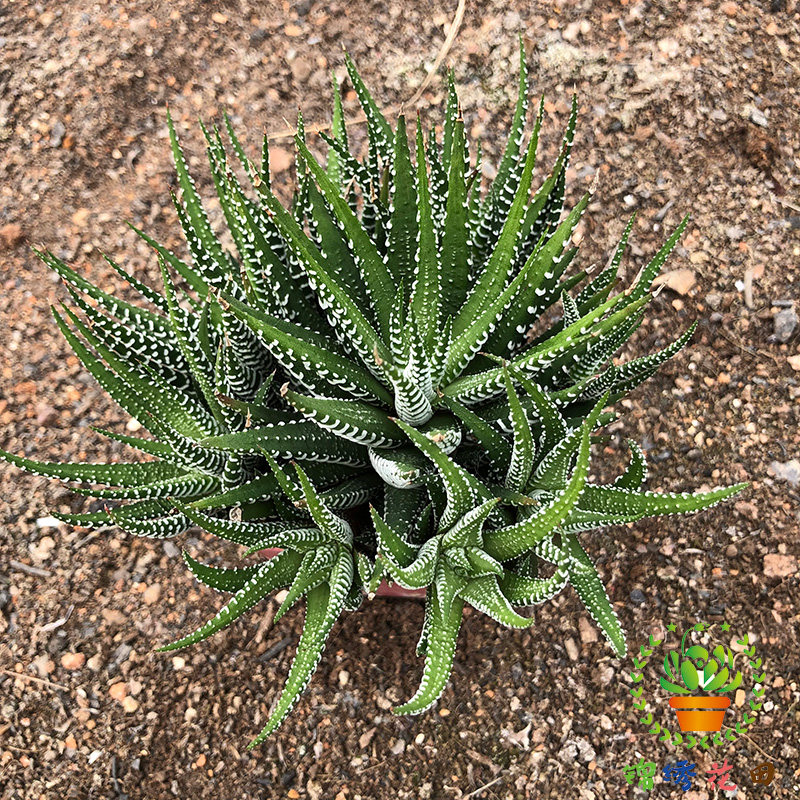 条纹十二卷多植物爆盆群生老桩办公办公室室内多肉植物