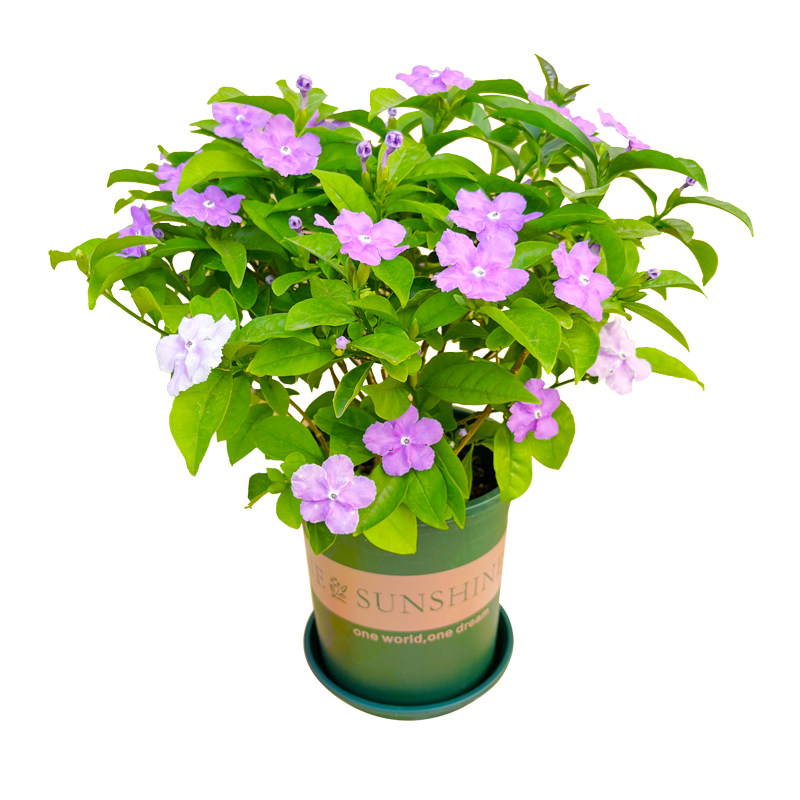 茉莉花双色双色茉莉盆栽花苞鸳鸯茉莉花苗老桩阳台绣球