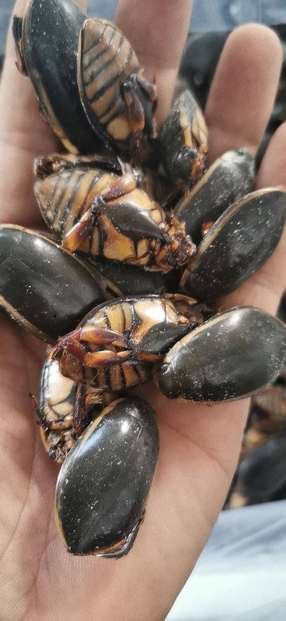 包邮2021新大金边龙虱新鲜水鳖蟑螂活体速冻其它