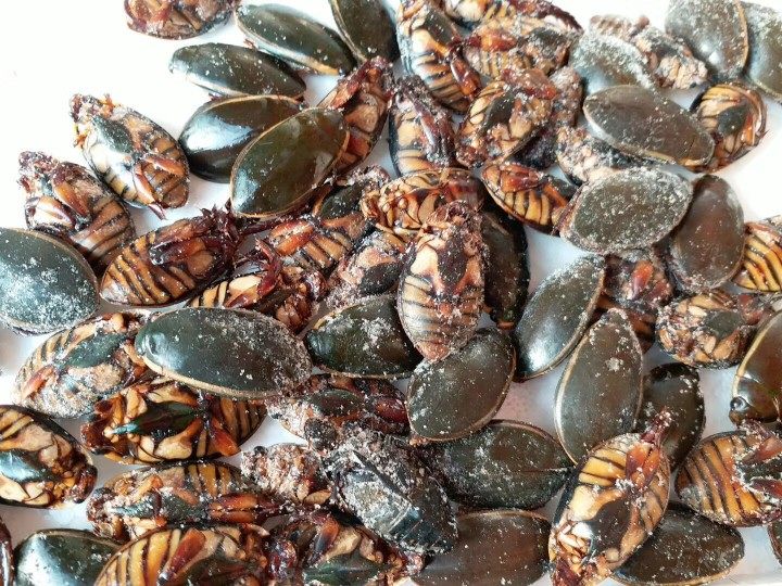 包邮2021新大金边龙虱新鲜水鳖蟑螂活体速冻其它