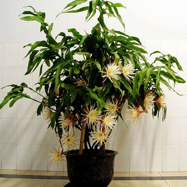 孔雀植物昙花花苗花卉盆栽观花室内带花浓香绿植