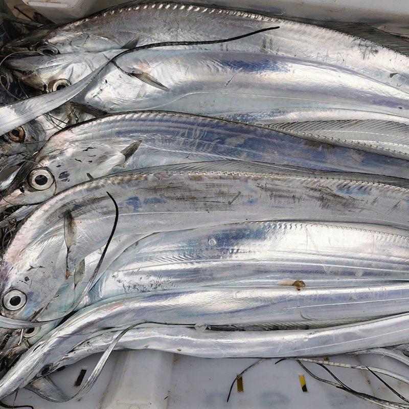 舟山带鱼3斤装6条左右新鲜野生海鲜鲜活整条带鱼