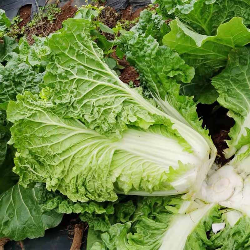 贵州农家露天种植新鲜白菜麻叶菜青麻菜青菜叶菜类