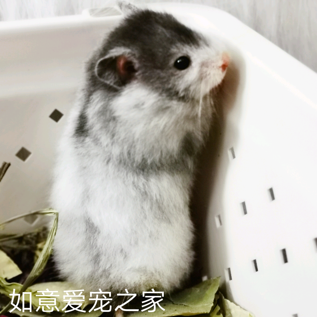 波利家养金丝熊黄波利波黑纹蜜稀有包活长毛熊长毛玩具