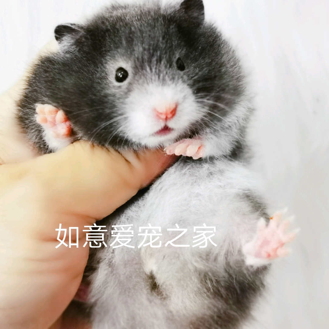 波利家养金丝熊黄波利波黑纹蜜稀有包活长毛熊长毛玩具