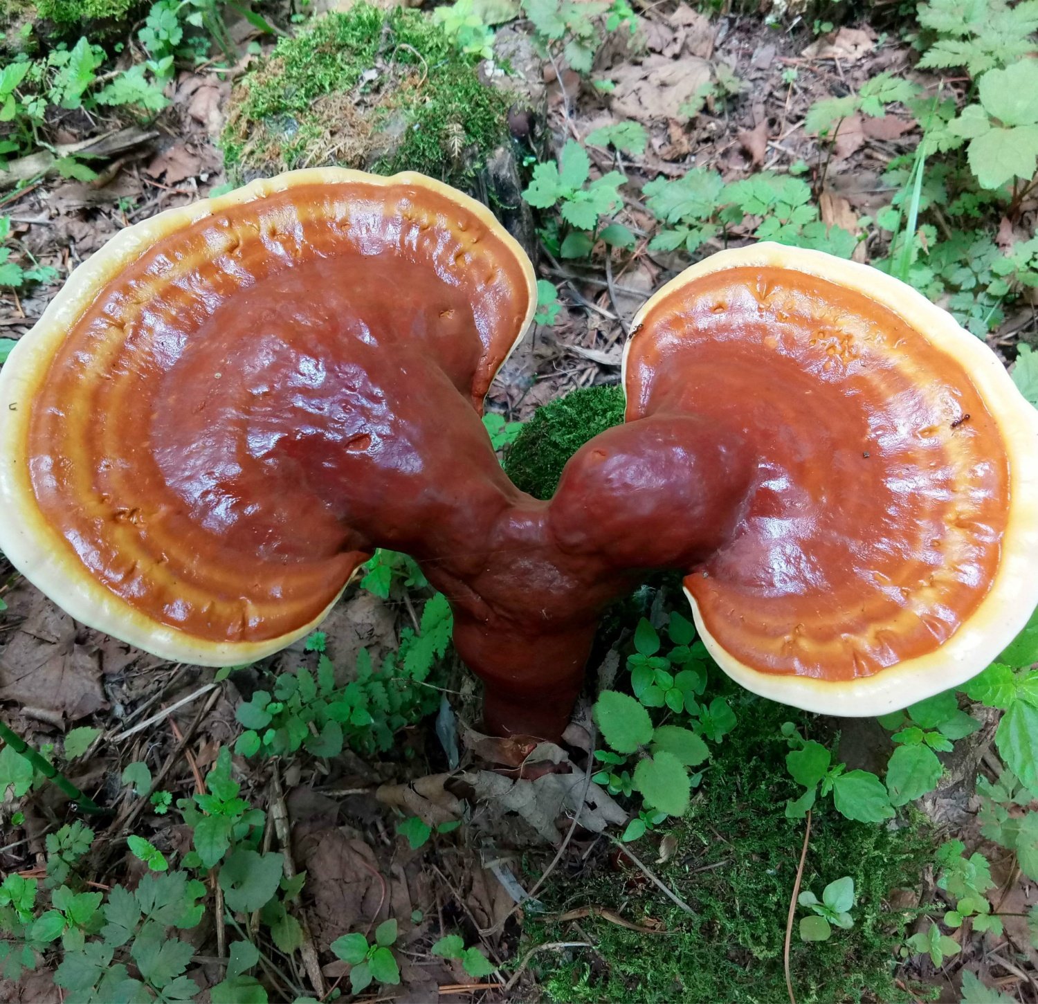 灵芝500g正宗赤草片整枝干货桑黄野生赤灵西双版纳整枝灵芝