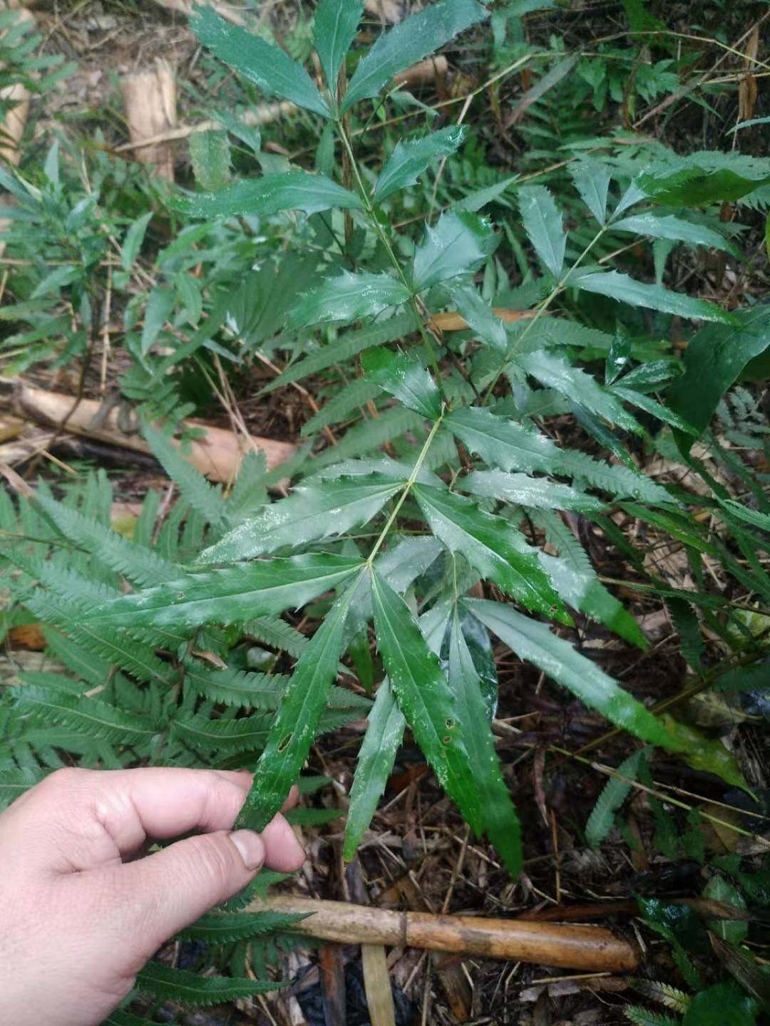 功劳十大狭叶细叶黄天竹天竹黄柏新鲜野生中药材绿植