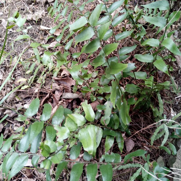 小贯贯众昏头神箭地良鸡尾虎牙野生新鲜中草药其它