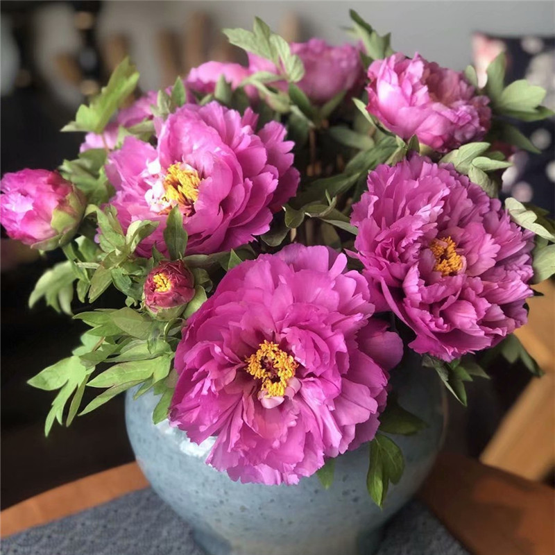 牡丹鲜花花束鲜切花速速递家用情节芍药菏泽鲜花速递同城