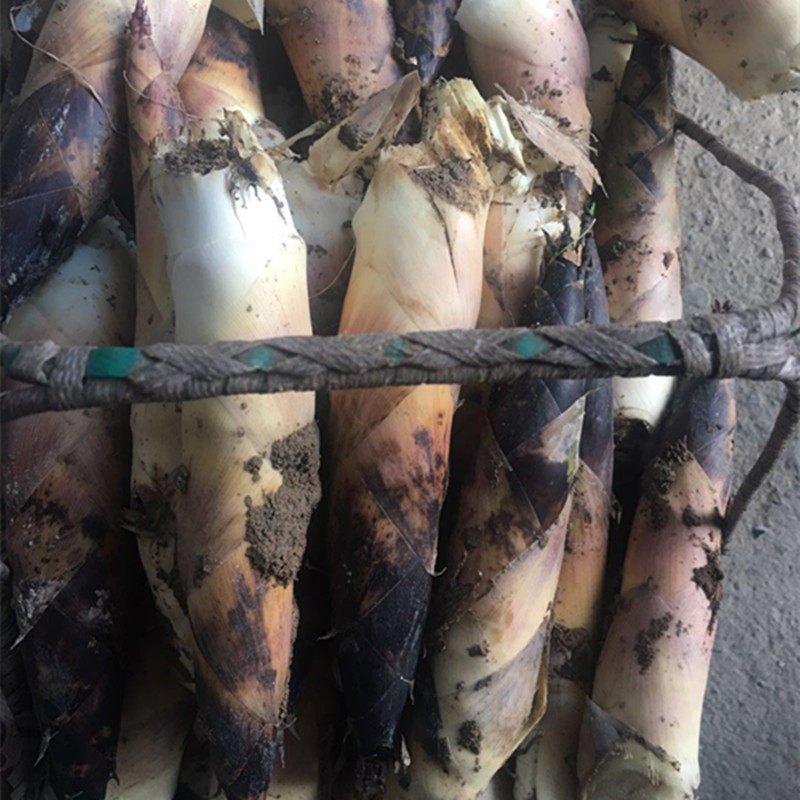 现挖新鲜临安竹笋自然野生春笋油焖小雷农家竹笋