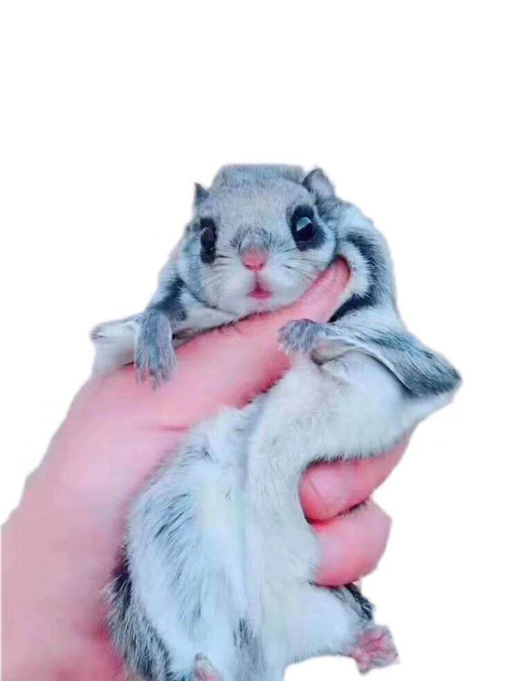 活物松鼠蜜袋鼯幼龙猫迷你萌宠微型宠物幼崽飞鼠