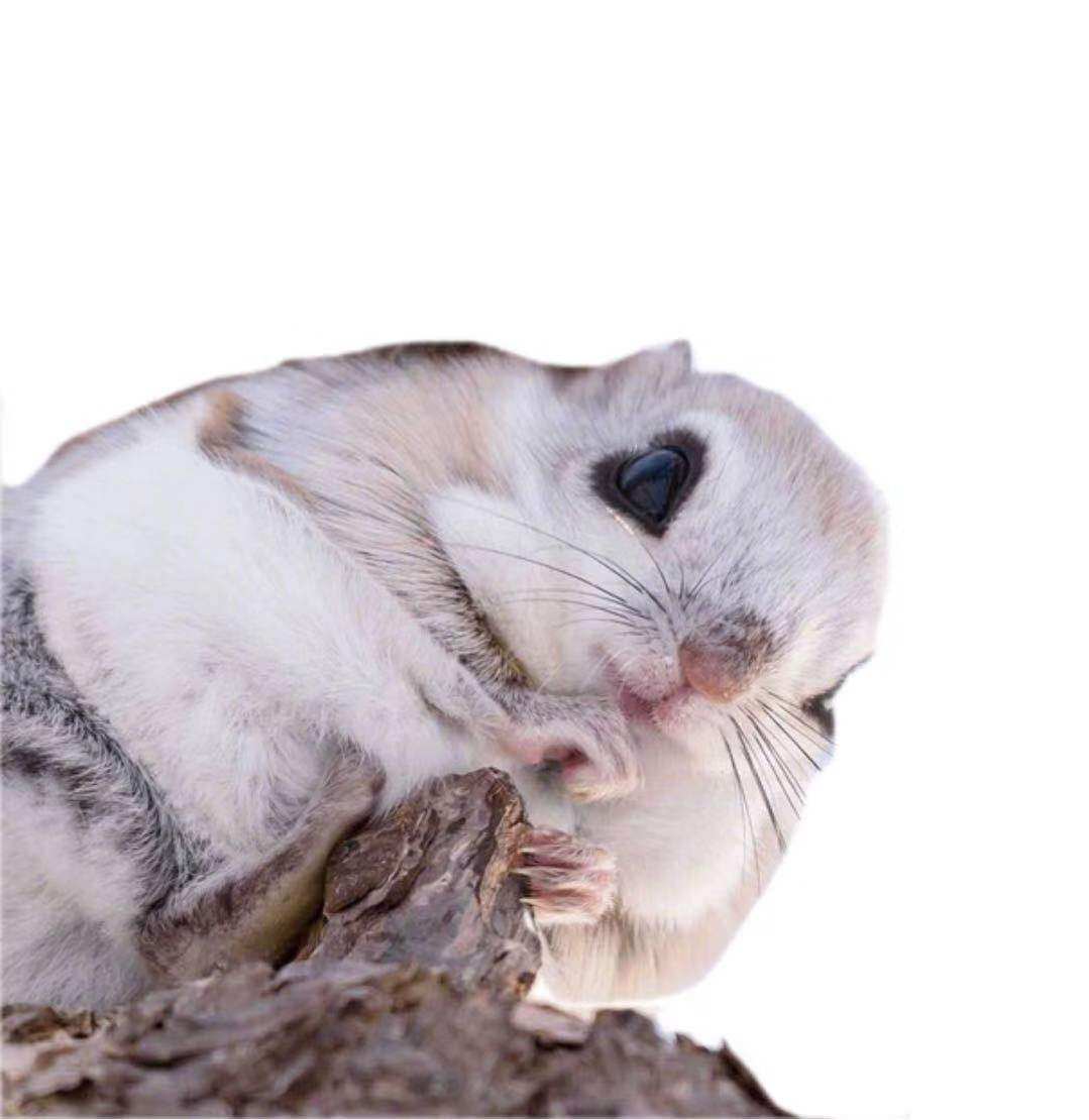 活物松鼠蜜袋鼯幼龙猫迷你萌宠微型宠物幼崽飞鼠