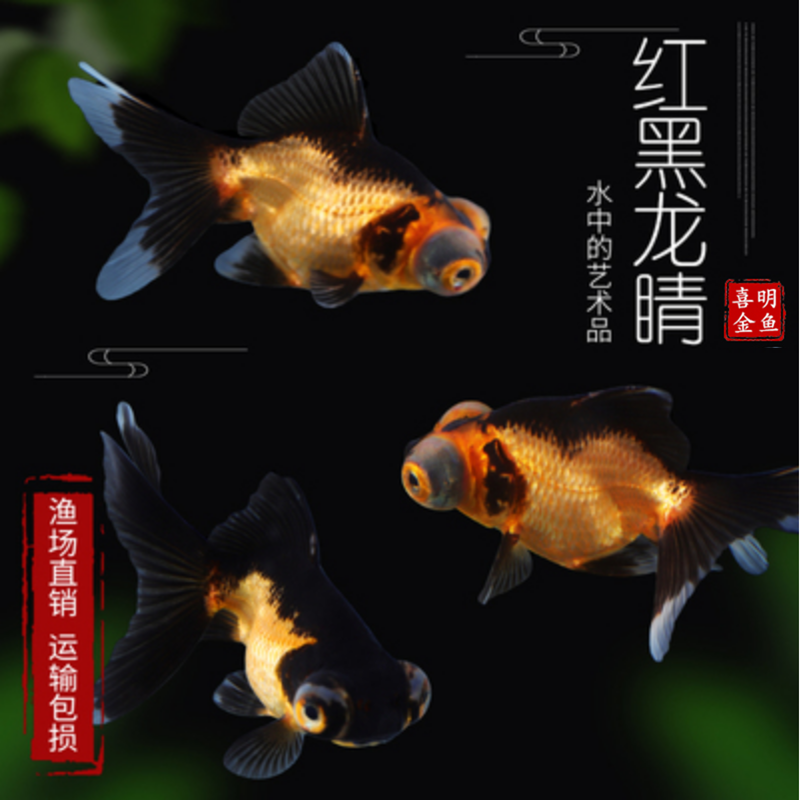 龙睛金鱼黑红黑墨龙金鱼水族鱼苗商品鱼大眼睛出目龙金鱼鱼苗活体