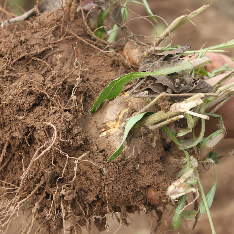 野生白术500克白术片无硫磨面膜参茯苓白术粉包邮祛茶湿斑