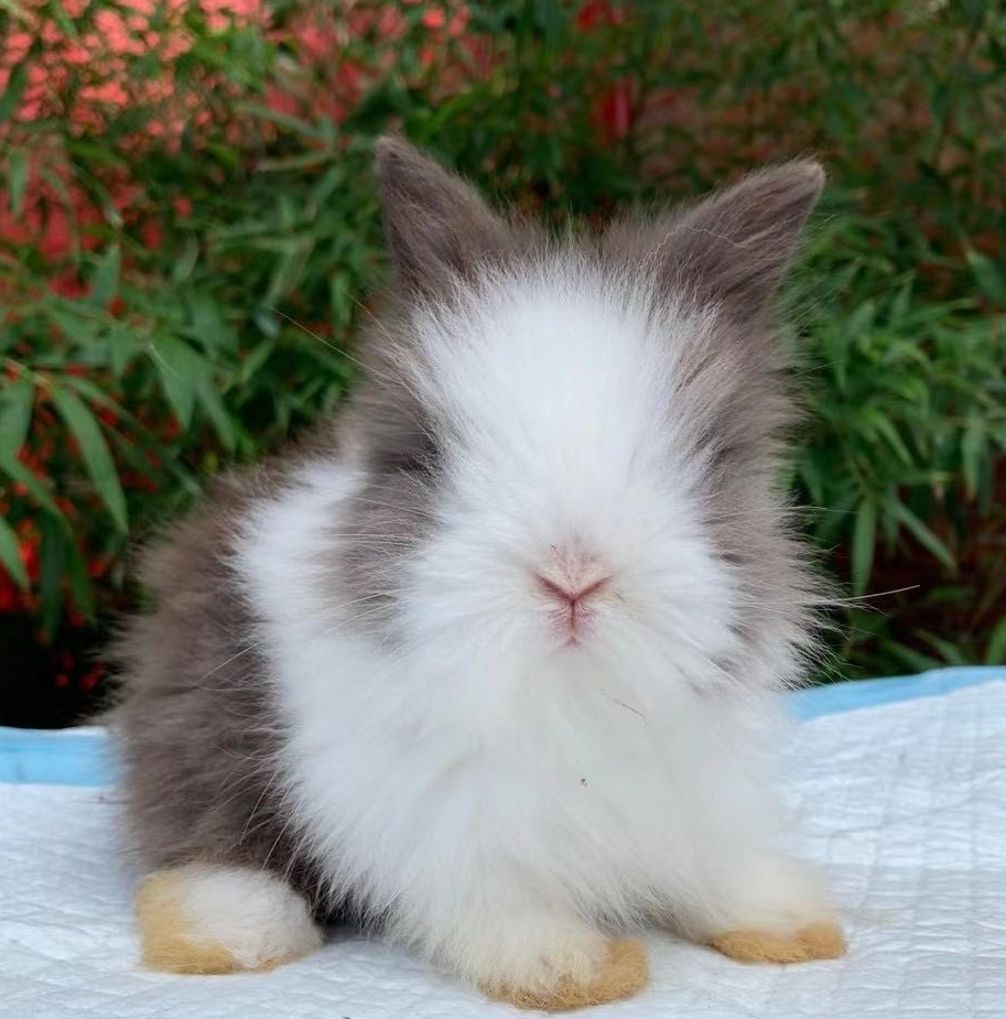 宠物兔子垂耳兔活物安哥拉盖脸猫猫不大侏儒小型兔