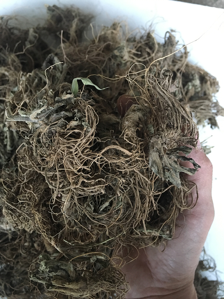 野生新货中药材地胆头 红花地胆头干 地斩头一斤现货包邮煲汤材料