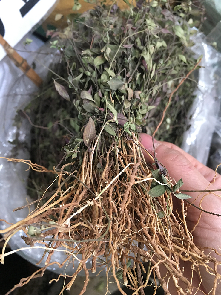 瓜子野生中药材惊风辰砂勒马一斤500克包邮其他药食同源食品