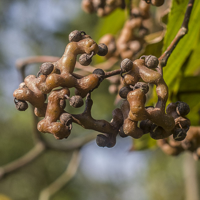 2021钩子1斤枳椇煲汤水果鸡爪食用金钩子万寿果其他药食同源食品