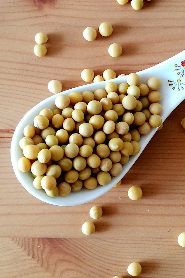 豆芽黄豆农家自种发生黄专用2斤珍珠极小小粒黄豆