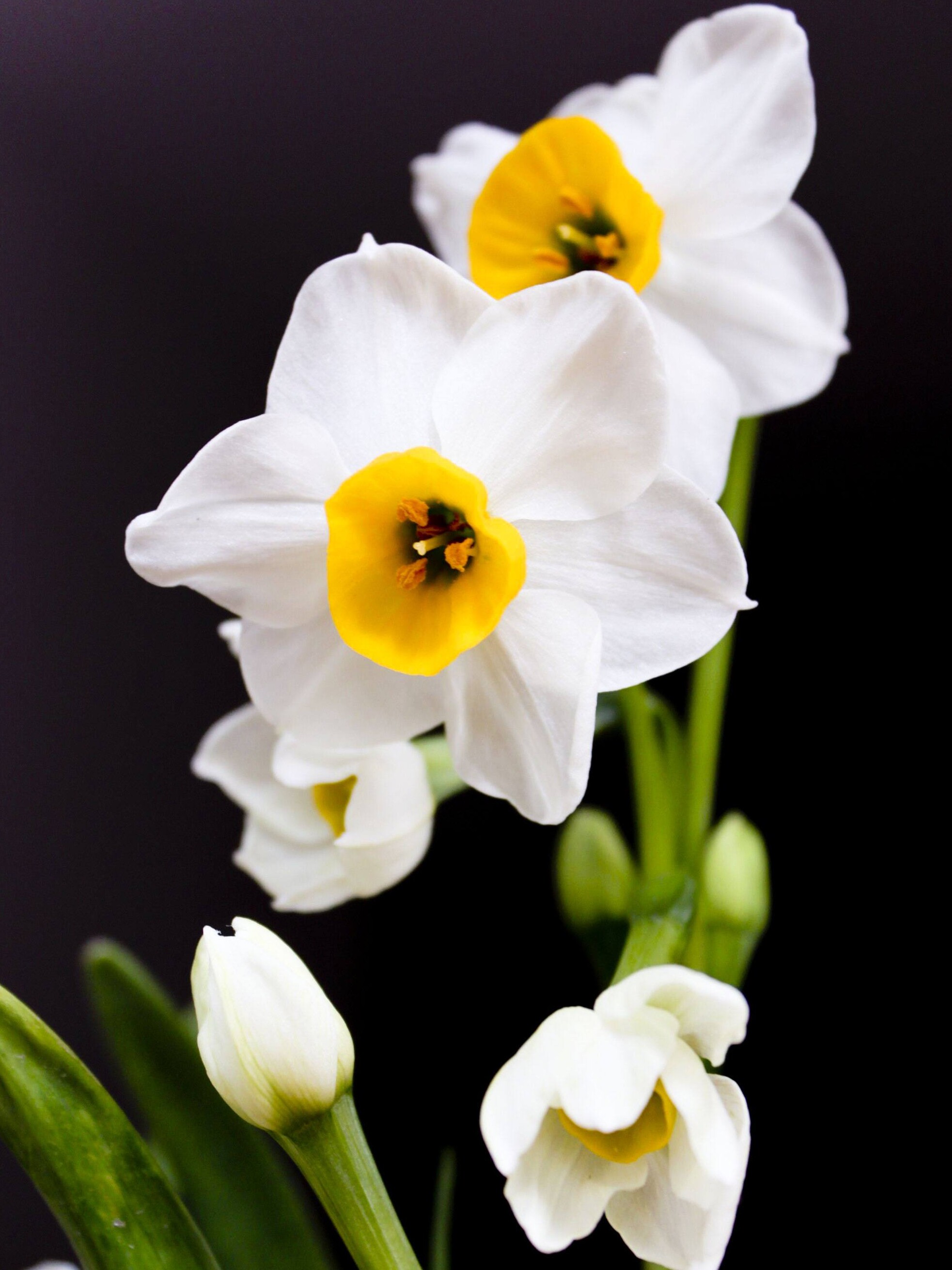 漳州植物养活易养活开花盆栽室内种子水仙水养种球